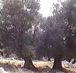 Gli stupendi olivi secolari che si trovano nella parte nord della penisola di Lun (Tovarnele), Pago (Pag). Autore e Copyright: Marco Ramerini