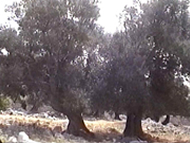 Gli stupendi olivi secolari che si trovano nella parte nord della penisola di Lun (Tovarnele), Pago (Pag). Autore e Copyright: Marco Ramerini