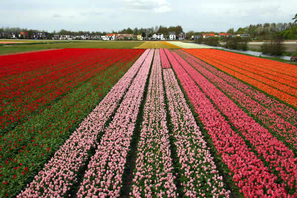 Campi di tulipani, Paesi Bassi. Autore: Alessandro Vecchi. Licensed under the Creative Commons Attribution-Share Alike